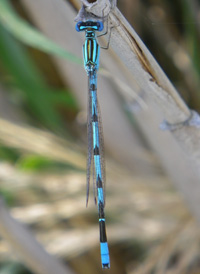 Big Bluet